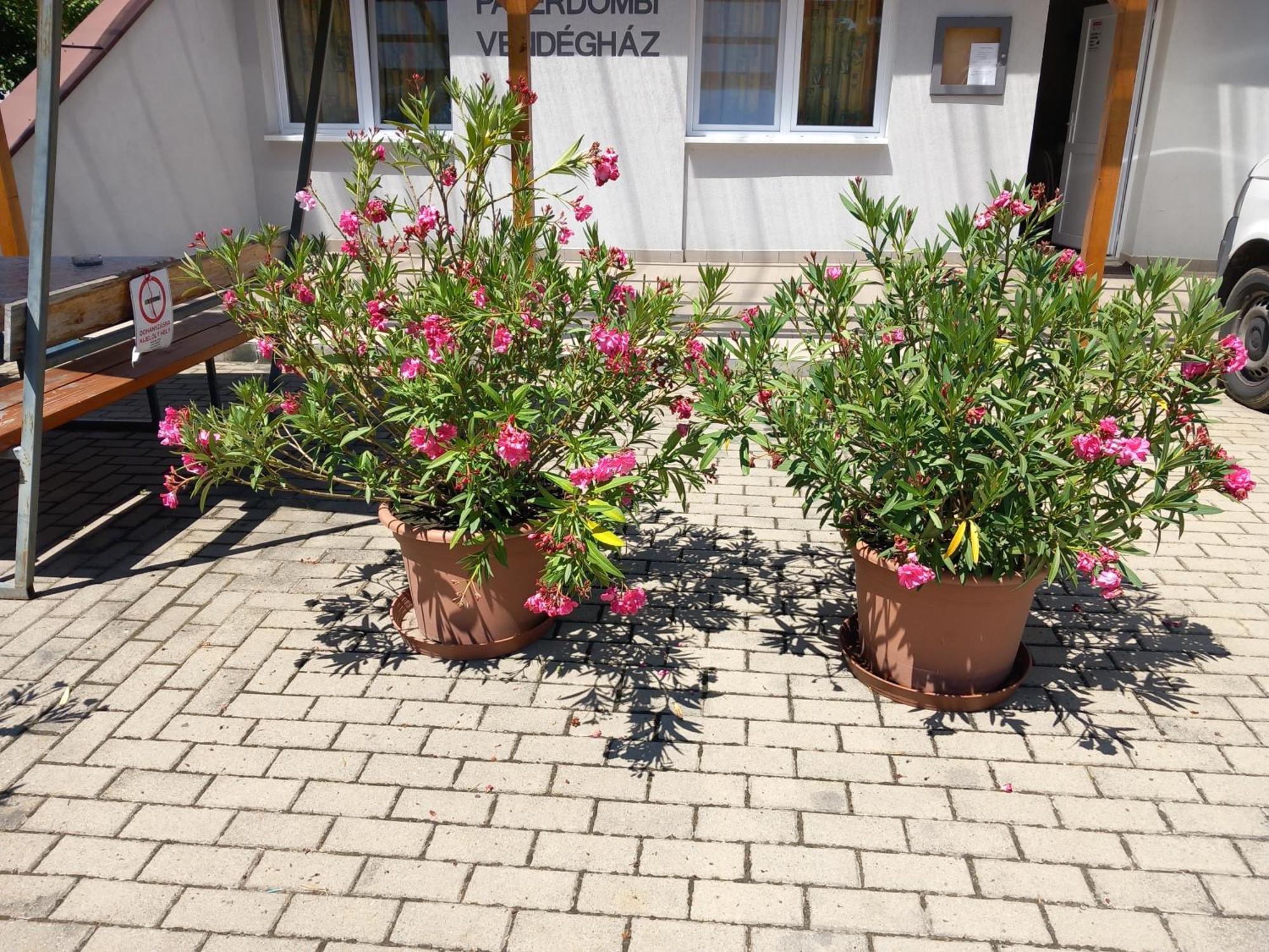 Paterdombi Vendeghaz Hotel Zalaegerszeg Exterior photo